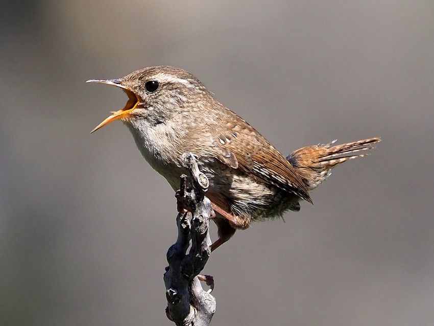 Scricciolo (Troglodytes troglodytes)